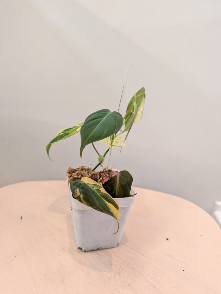 Philodendron Micans  variegated, low variegation