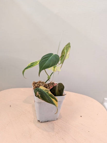 Philodendron Micans  variegated, low variegation