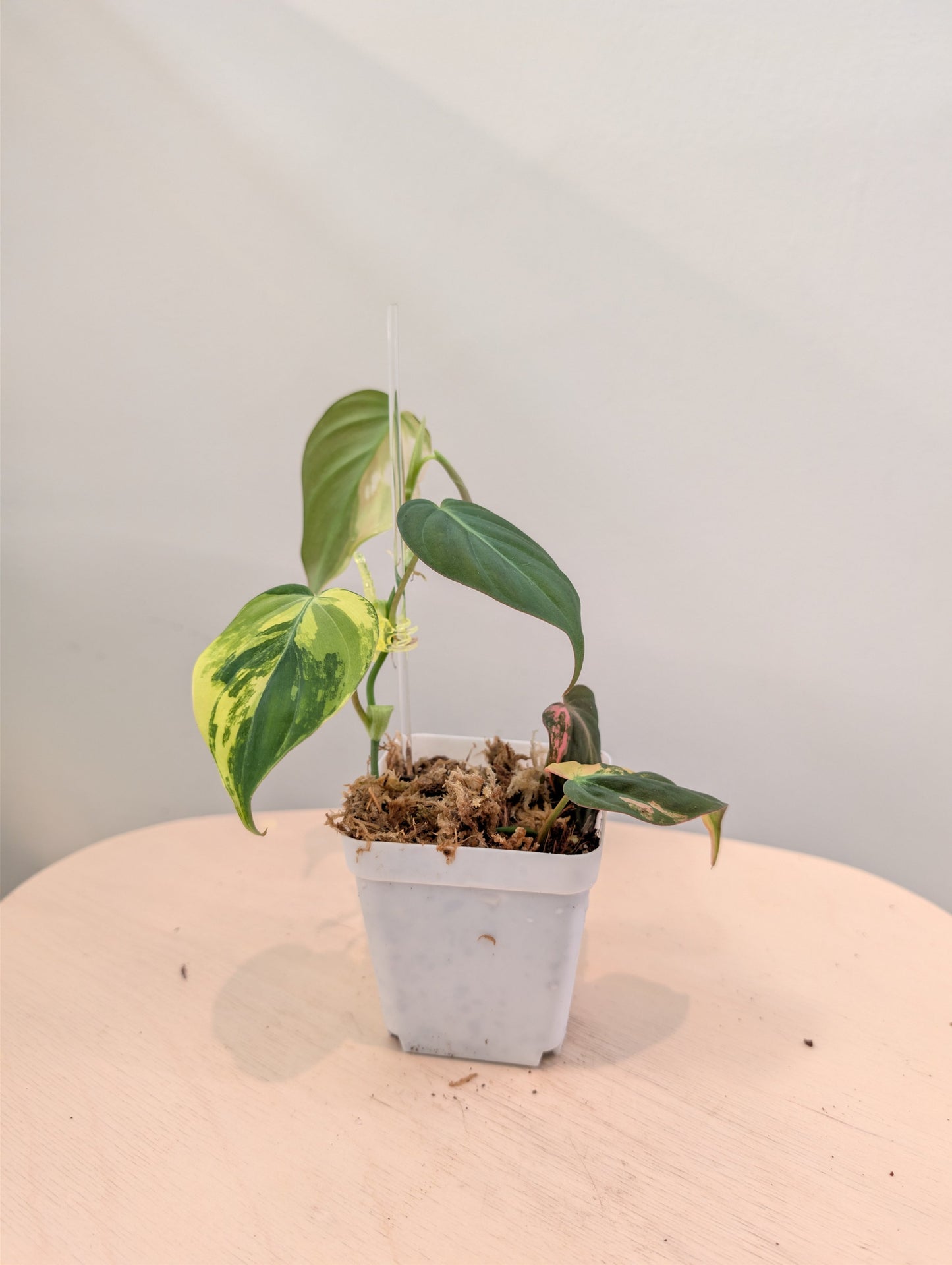 Philodendron Micans  variegated, low variegation