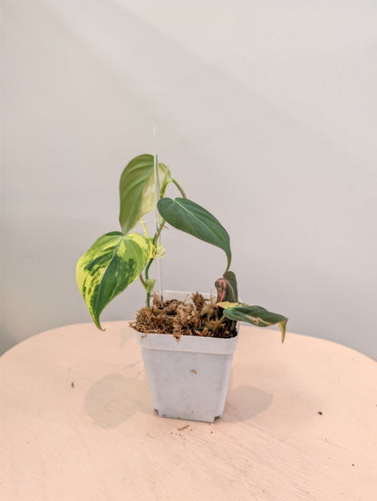 Philodendron Micans  variegated, low variegation