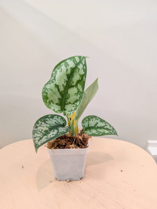 Scindapsus, green offshoot from a variegated plant