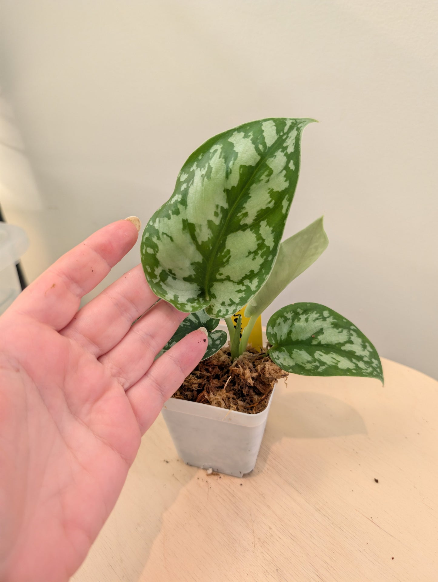 Scindapsus éclaboussure argentée