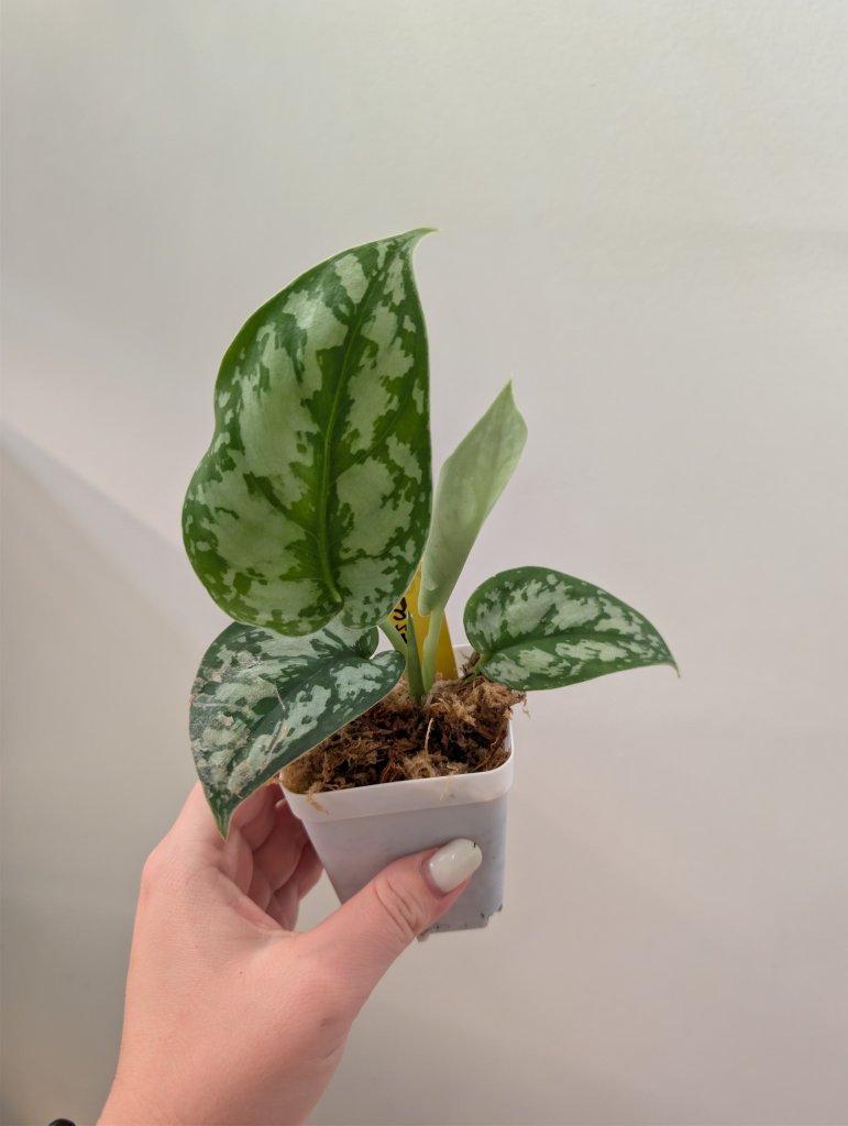 Scindapsus éclaboussure argentée