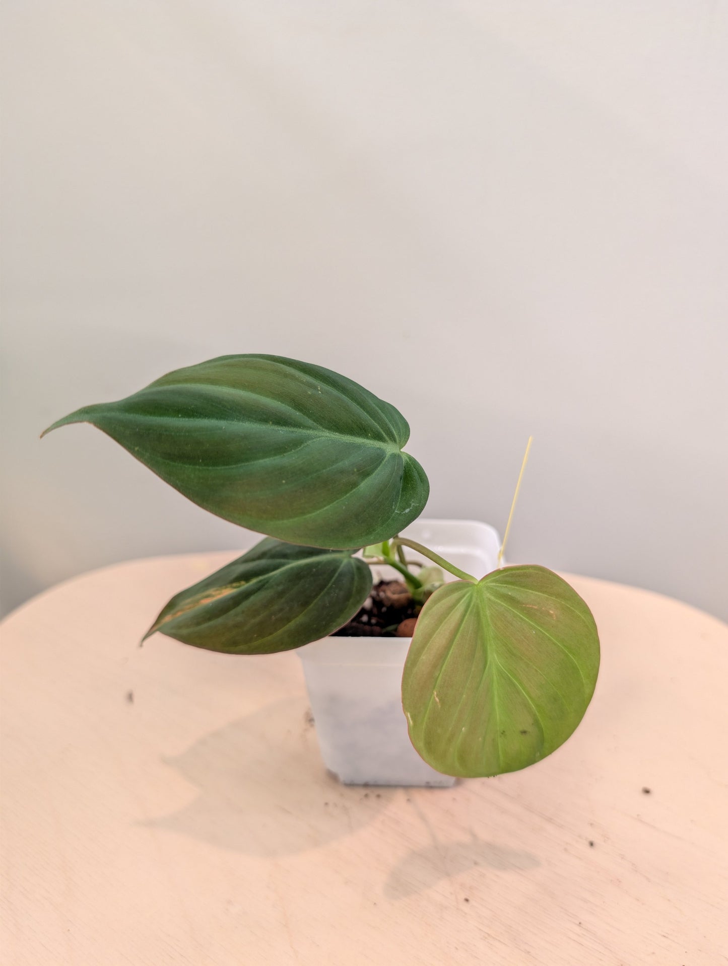 Philodendron Micans panaché