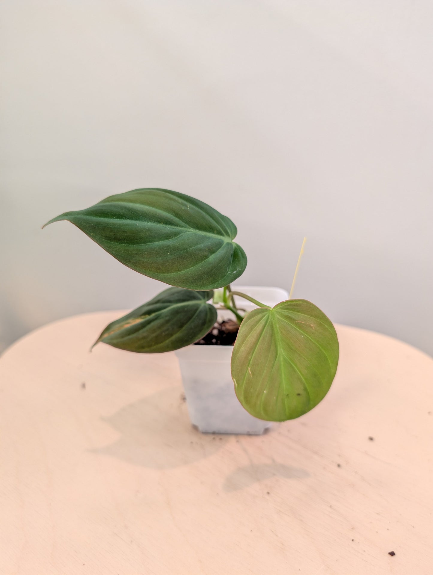 Philodendron Micans panaché
