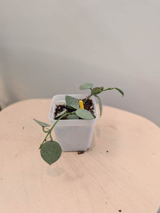 Hoya Lacunosa silver mint coin