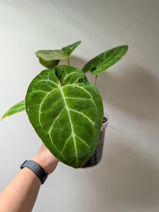 Anthurium Crystallinum Mint variegated/ sparkling minty leaves /