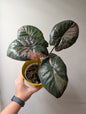 Alocasia serendipity pink variegated