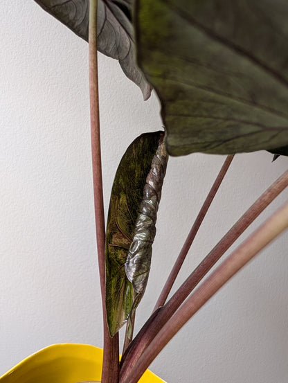 Alocasia serendipity pink variegated