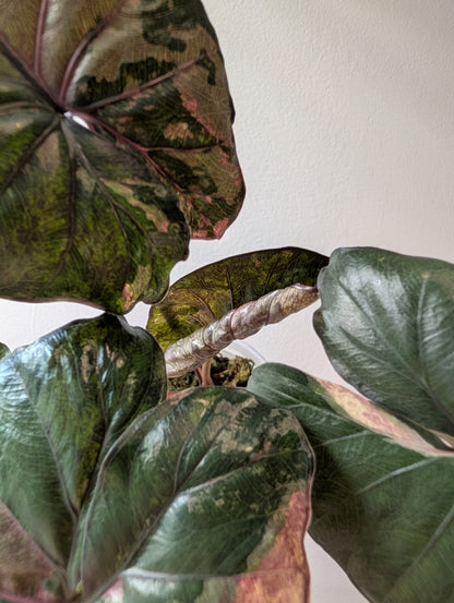 Alocasia serendipity pink variegated