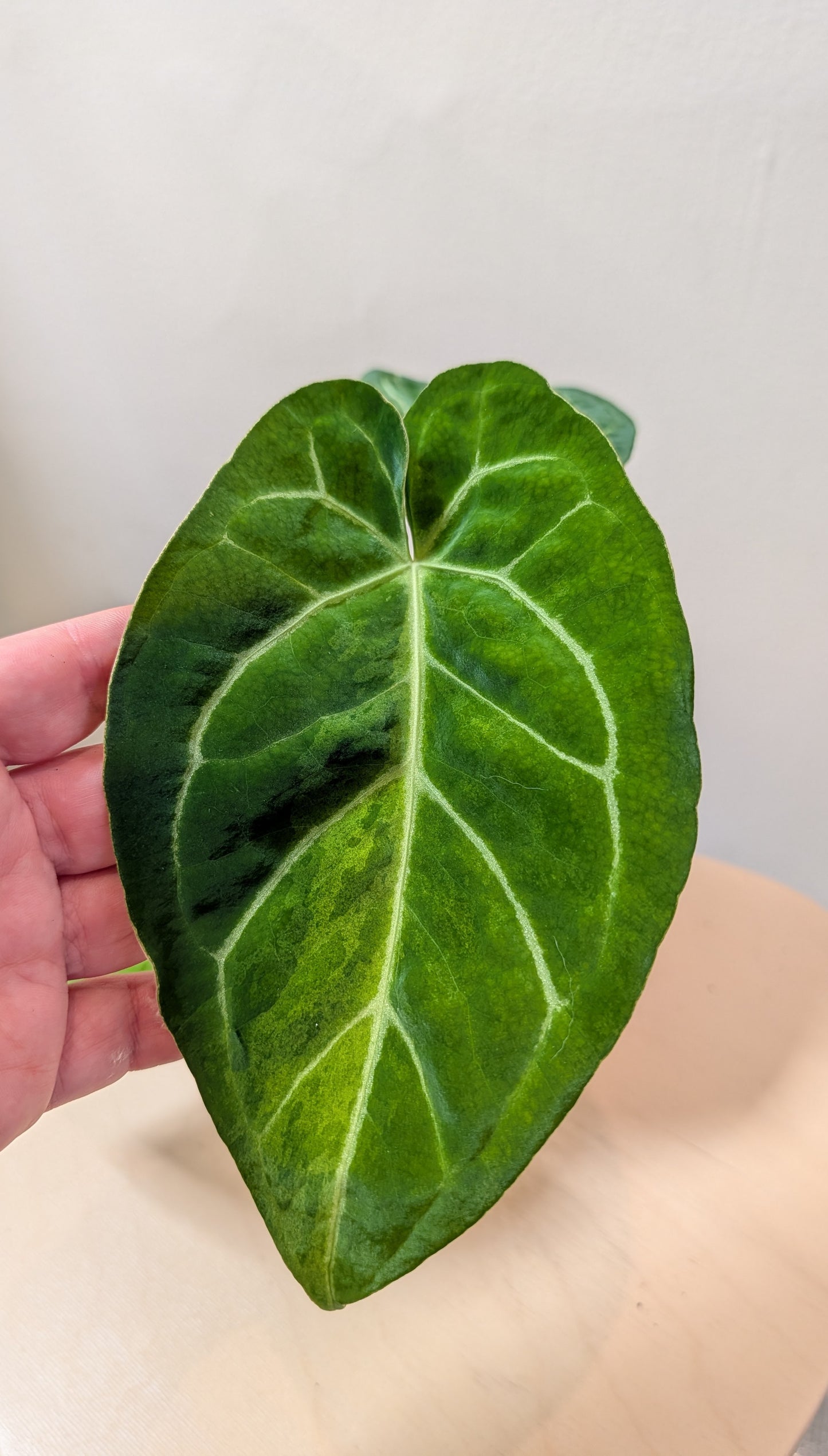 Anthurium Crystallinum Mint variegated/ sparkling minty leaves