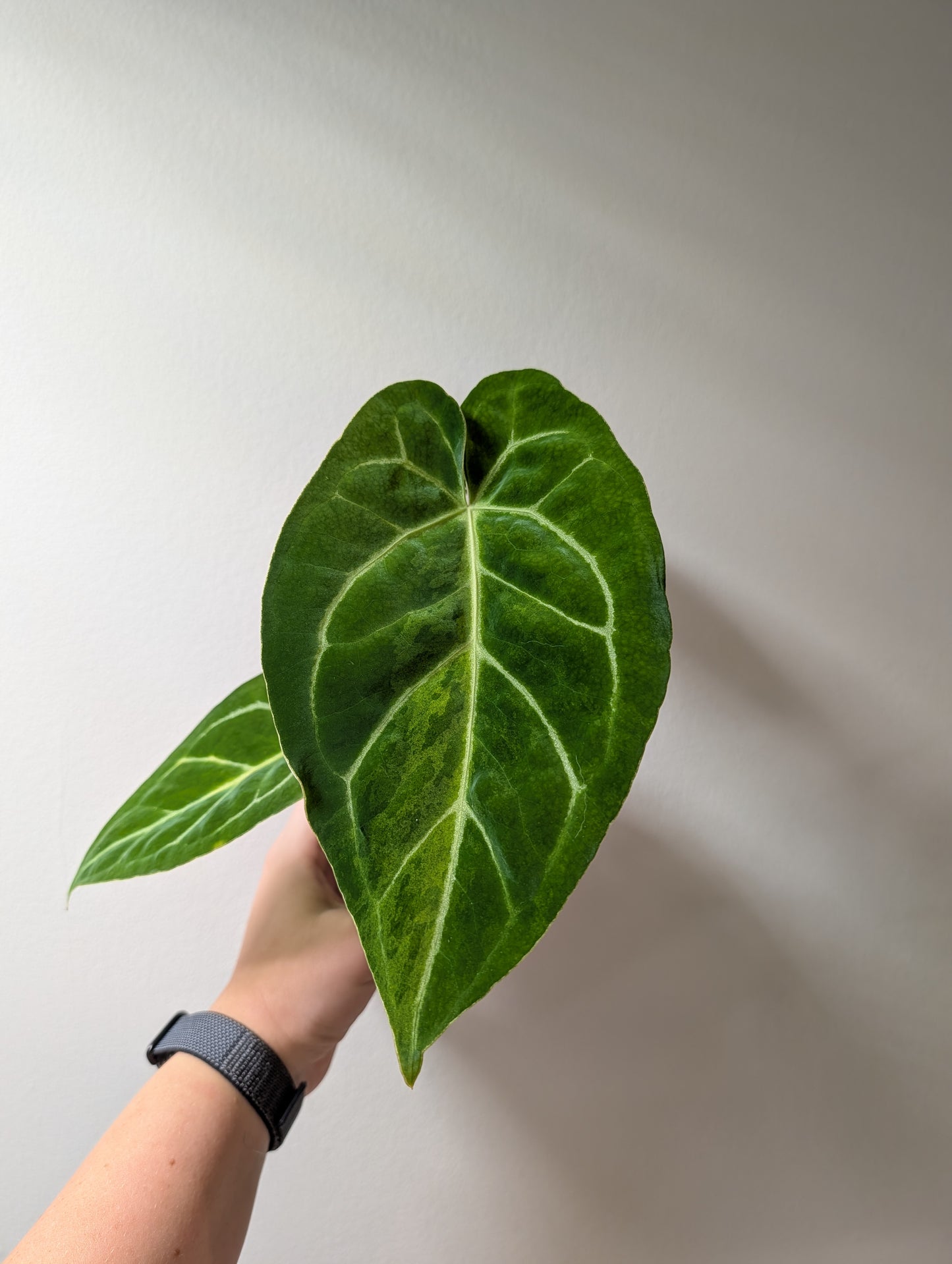 Anthurium Crystallinum Mint variegated/ sparkling minty leaves