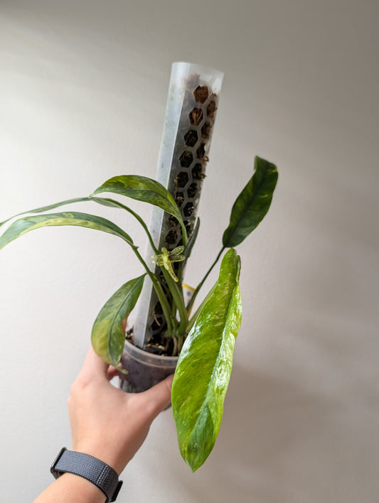 Epipremnum giganteum variegated