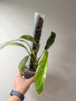 Epipremnum giganteum panaché