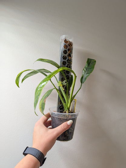 Epipremnum giganteum panaché