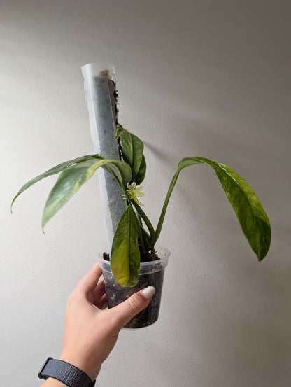 Epipremnum giganteum panaché