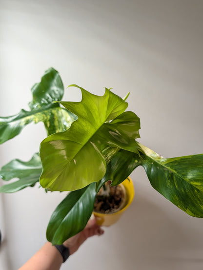 Philodendron Florida Beauty x Mayoi Variegated