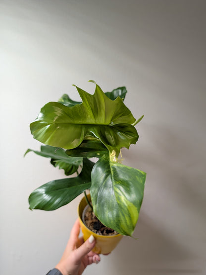 Philodendron Florida Beauty x Mayoi Variegated