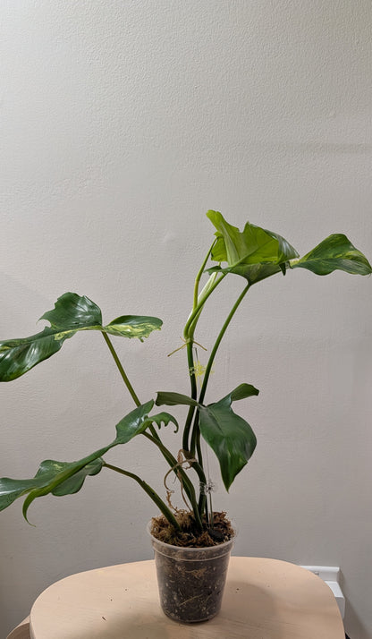 Philodendron Florida Beauty x Mayoi Variegated