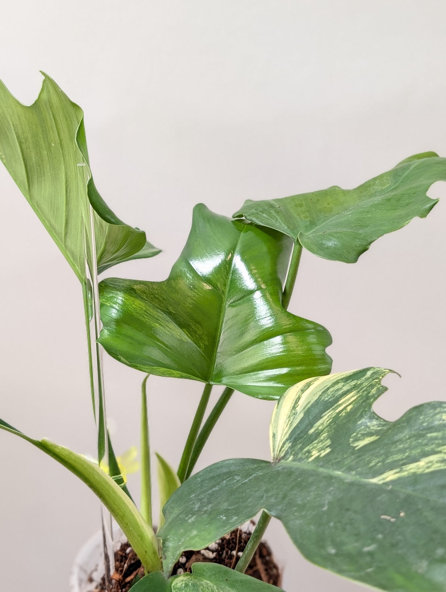 Philodendron Florida Beauty x Mayoi Variegated