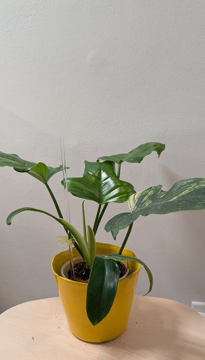 Philodendron Florida Beauty x Mayoi Variegated
