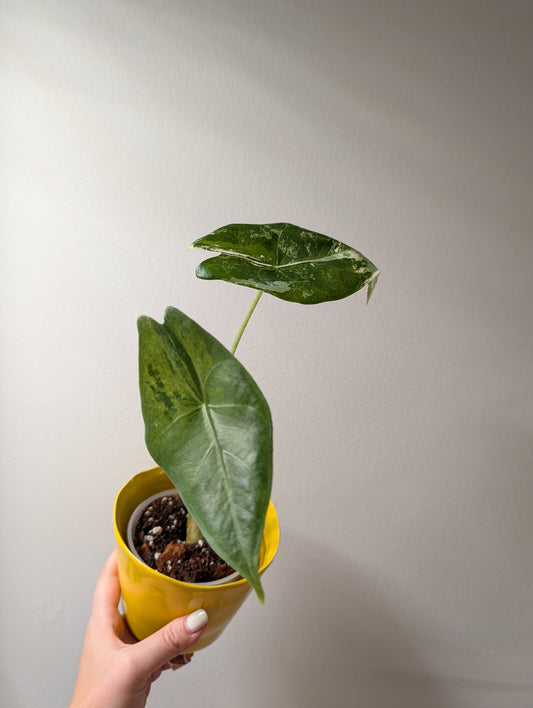 Alocasia longiloba Cobra variegated
