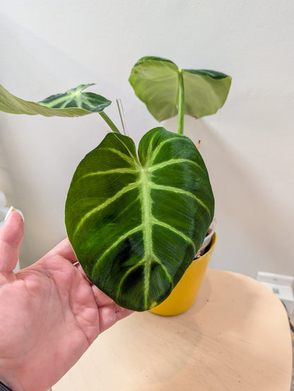 Philodendron gloriosum tricolore