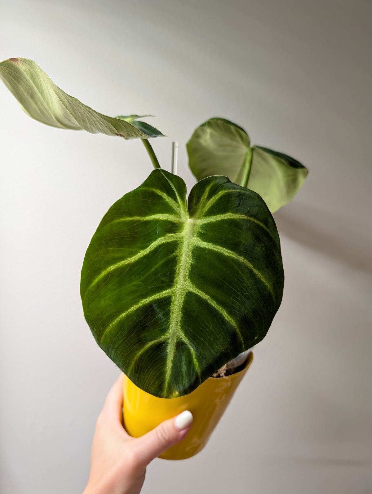 Philodendron gloriosum tricolore
