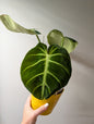 Philodendron gloriosum tricolore