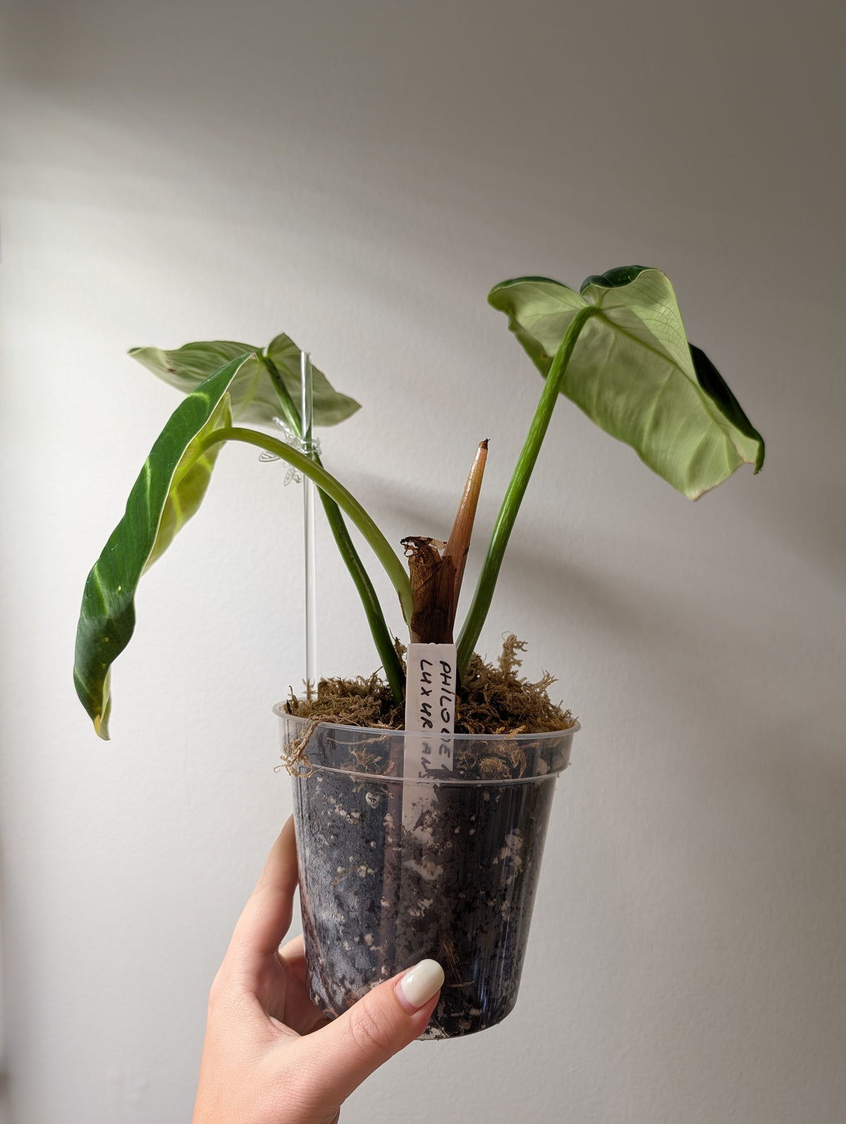 Philodendron gloriosum tricolore