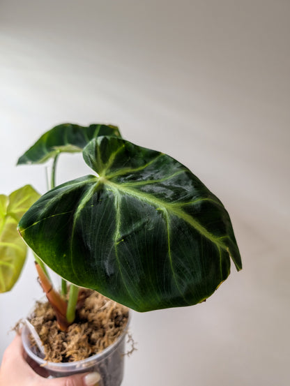 Philodendron gloriosum tricolore