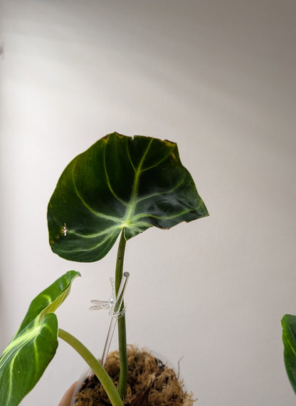 Philodendron gloriosum tricolore