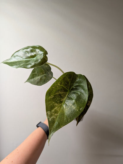 Alocasia wenti silver pink