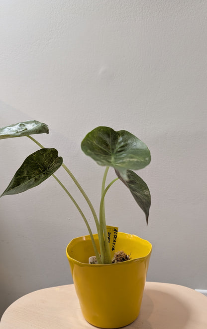 Alocasia wenti silver pink