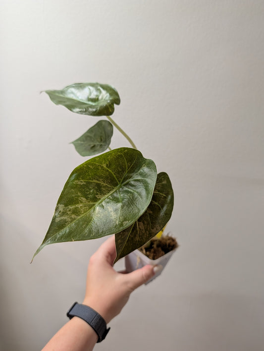 Alocasia wenti silver pink