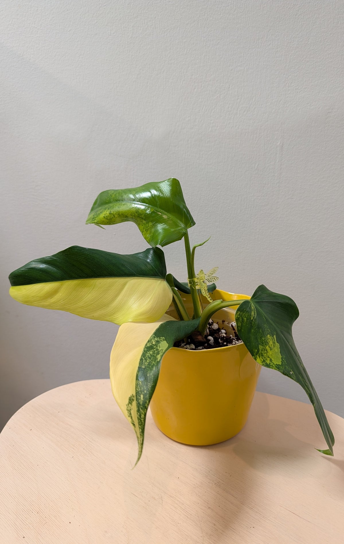 Philodendron Domesticum variegated