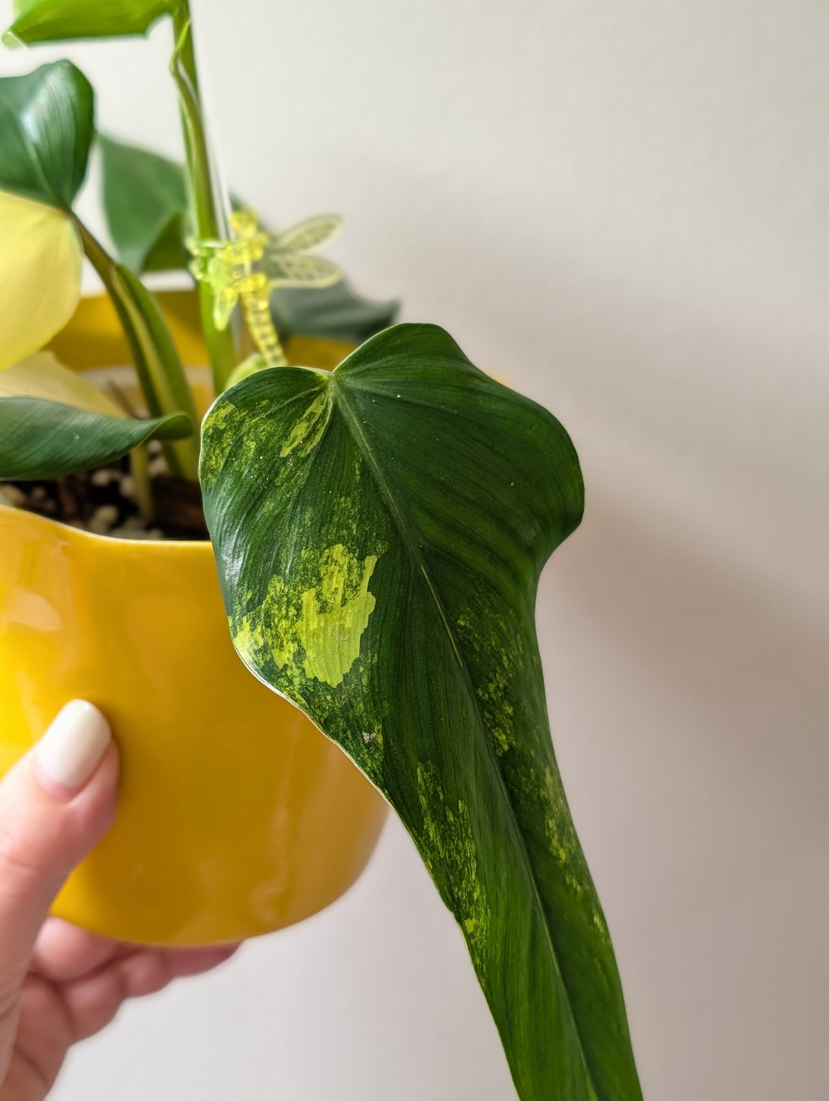 Philodendron Domesticum variegated