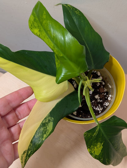 Philodendron Domesticum variegated