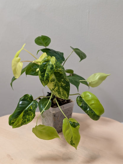 Philodendron burle Marx panaché