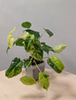 Philodendron burle Marx panaché