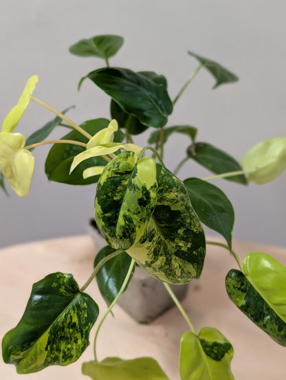 Philodendron burle Marx panaché