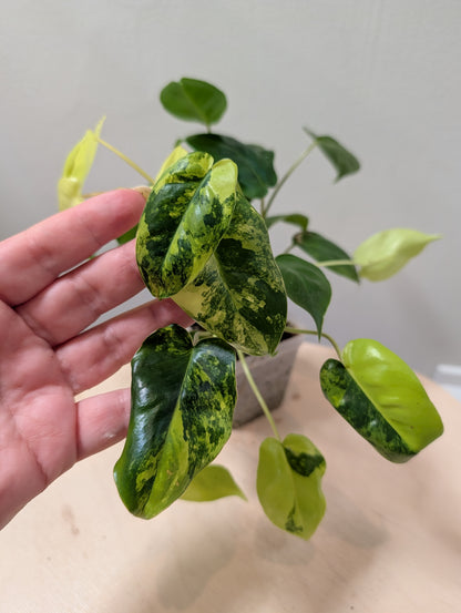 Philodendron burle Marx panaché