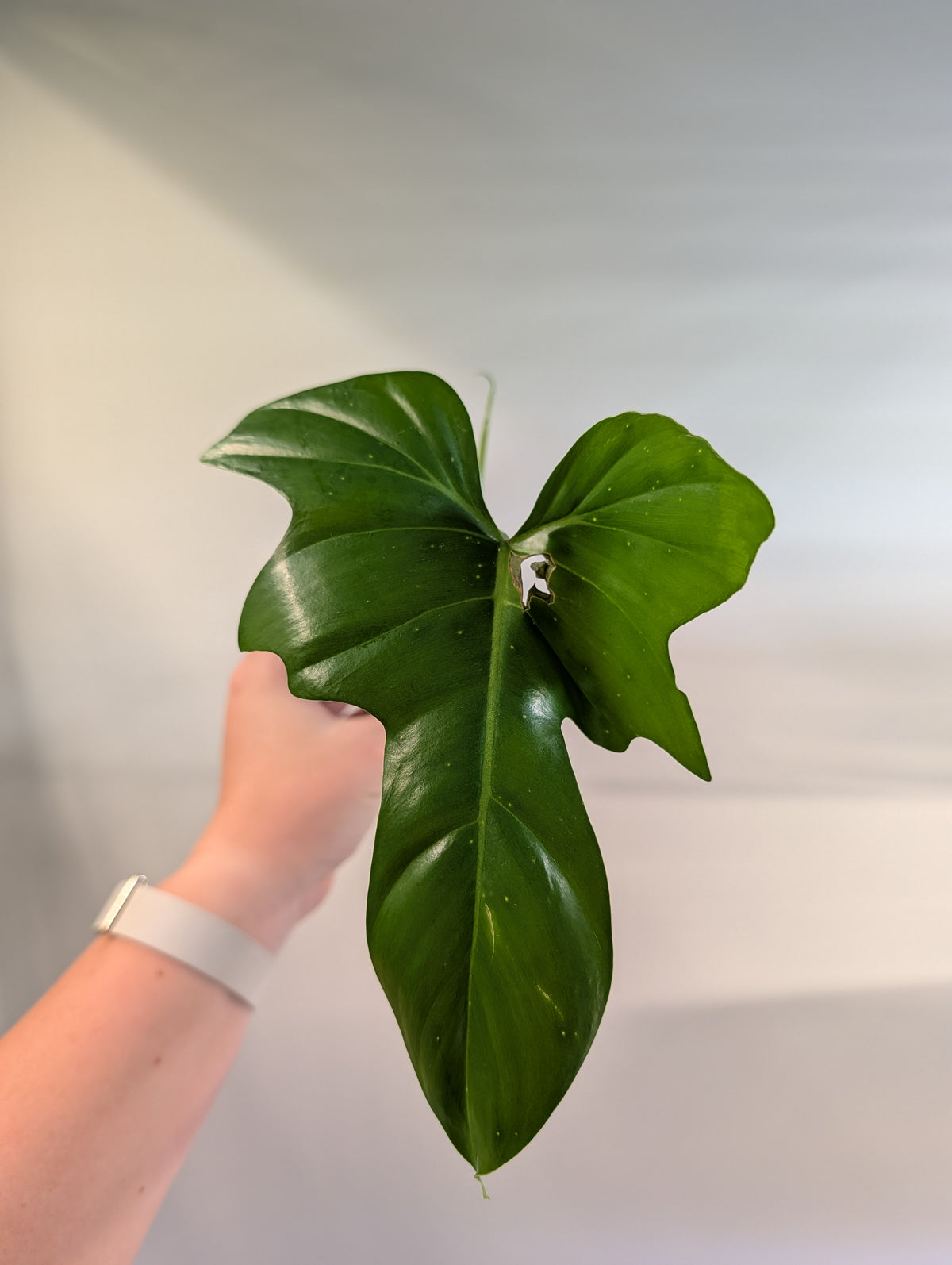 Philodendron Blue Dragon, from variegated plant FREE PLANT WITH A 35 CAD PURCHASE