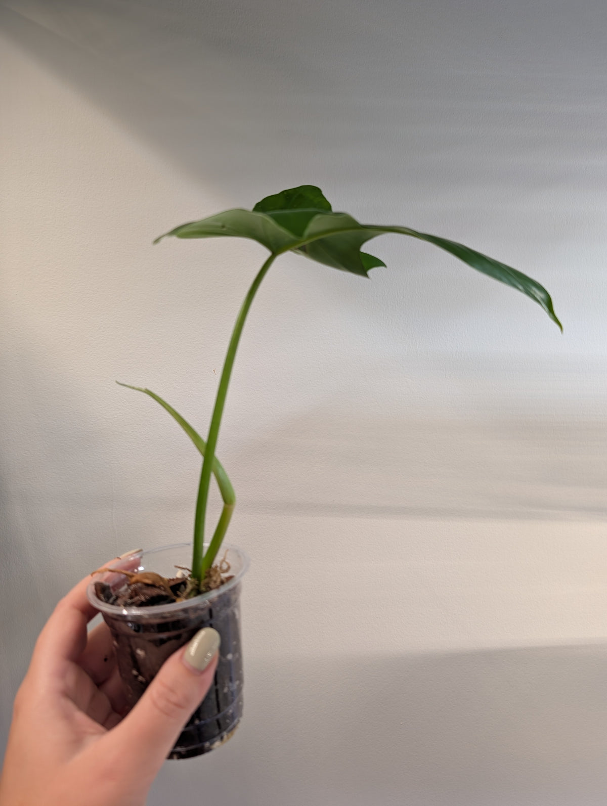 Philodendron Blue Dragon, from variegated plant FREE PLANT WITH A 35 CAD PURCHASE