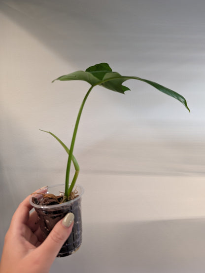 Philodendron Blue Dragon, from variegated plant FREE PLANT WITH A 35 CAD PURCHASE