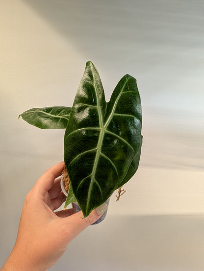 Alocasia pink dragon pink albo  variegated / low variegation