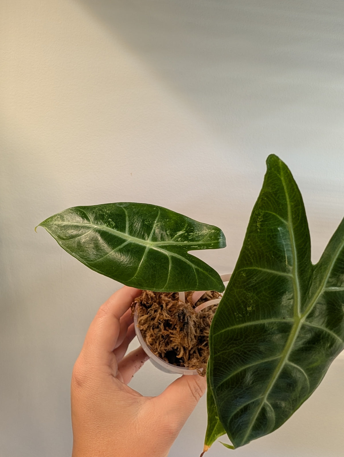 Alocasia pink dragon pink albo  variegated / low variegation