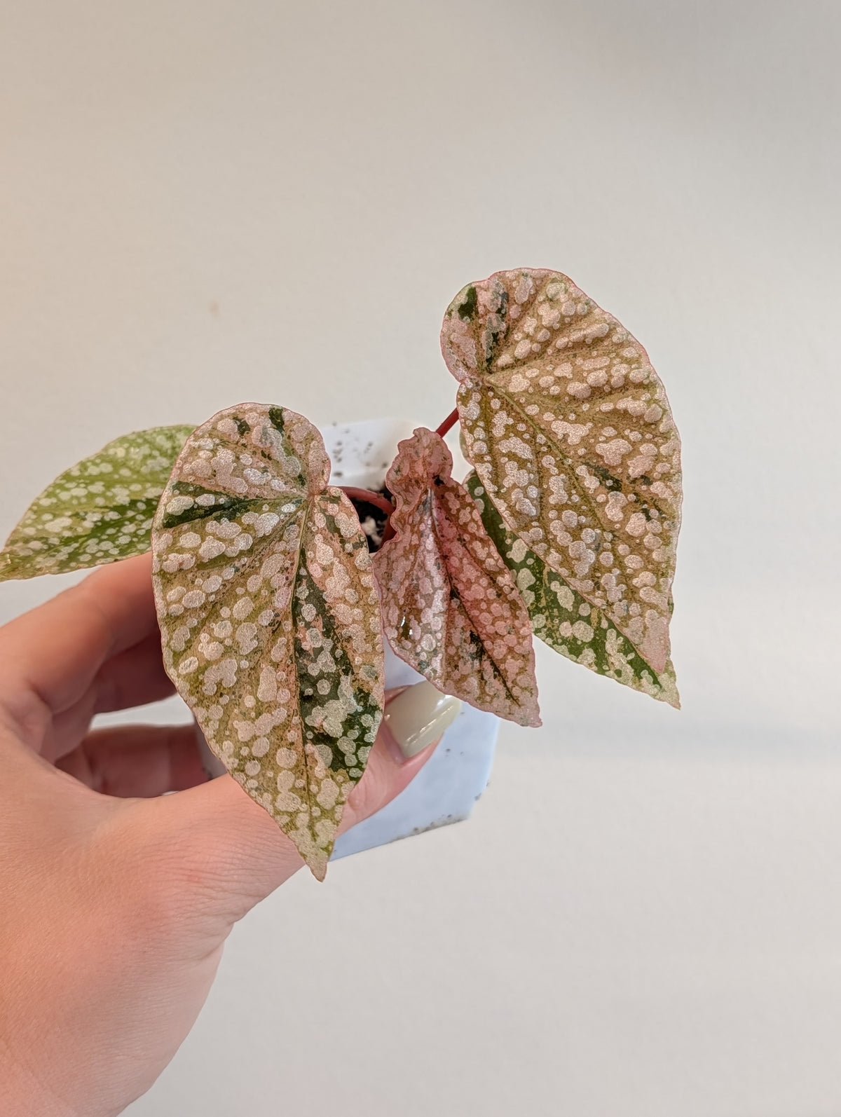 Begonia Snow Capped variegated