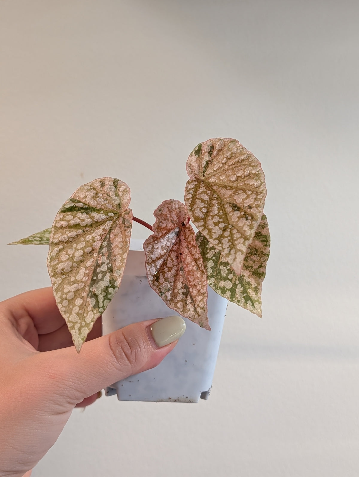 Begonia Snow Capped variegated