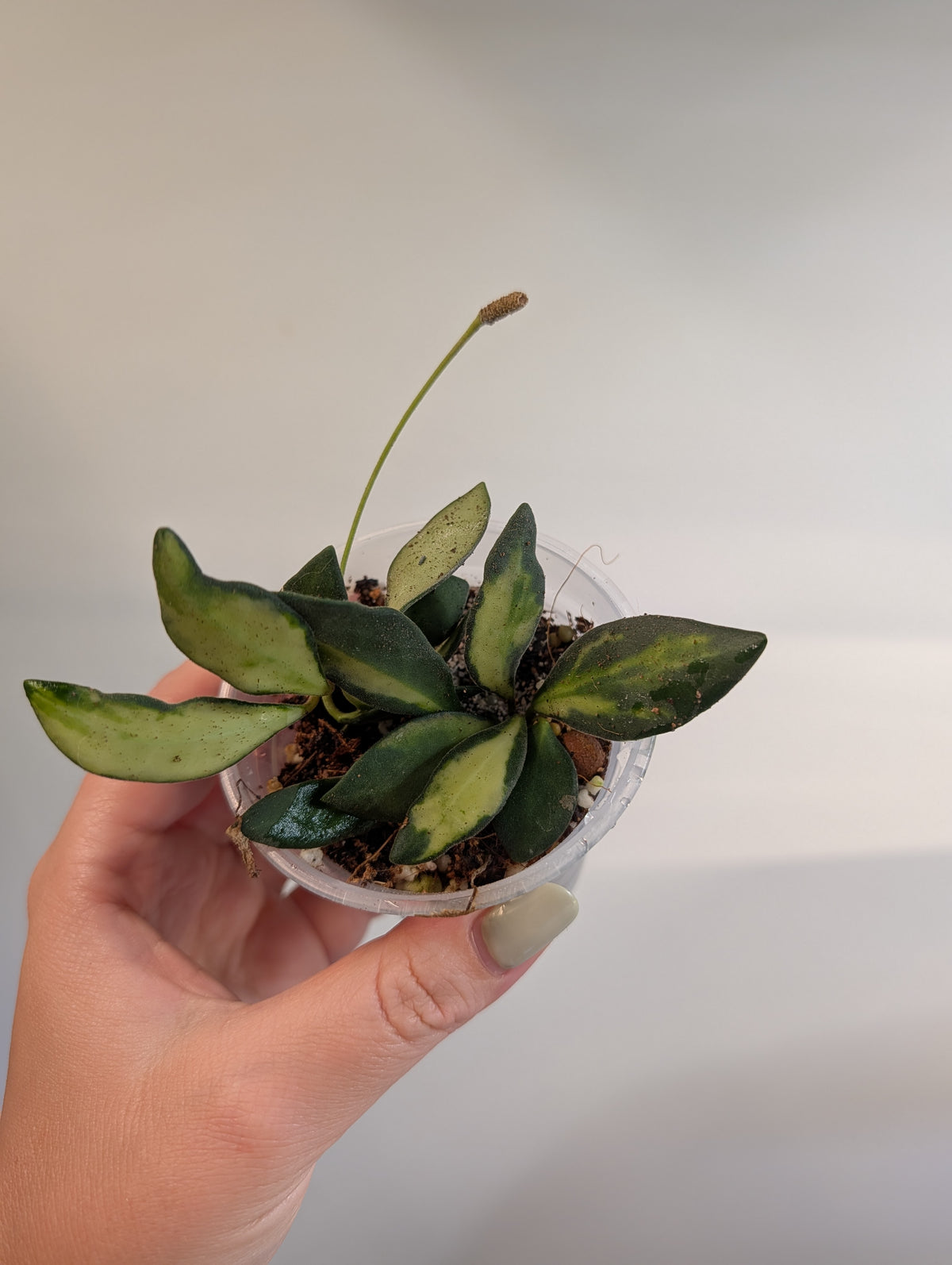 Hoya burtoniae panachée / quelques boutures en pot